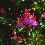 La Chicca Di Francesca לינה וארוחת בוקר 3*