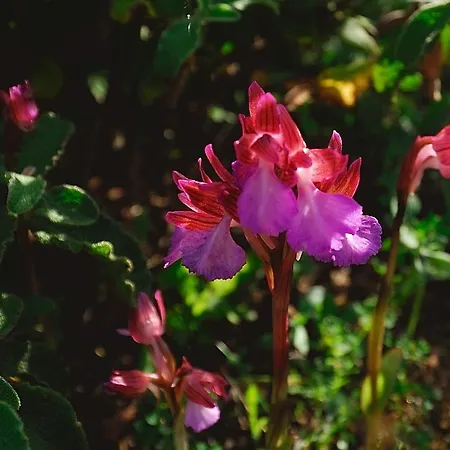 La Chicca Di Francesca Bed and breakfast 3*